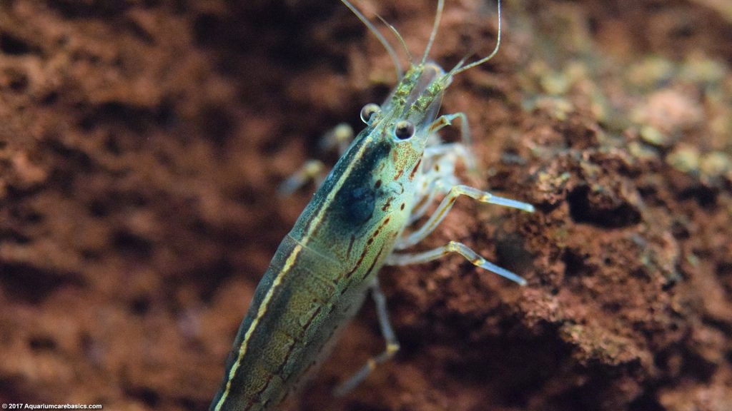 Amano Shrimp Care Feeding Algae Eating Size Lifespan Video