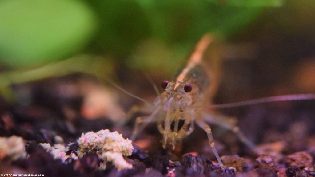 Amano Shrimp Care Feeding Algae Eating Size Lifespan Video