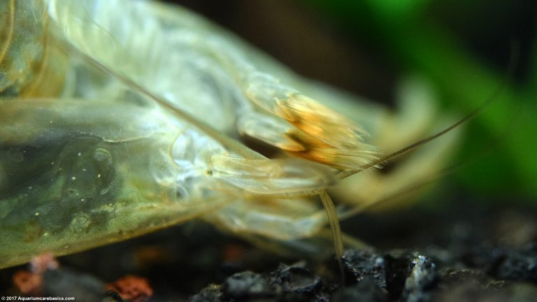 Bamboo Shrimp Tank Mates Food Care Feeding Video