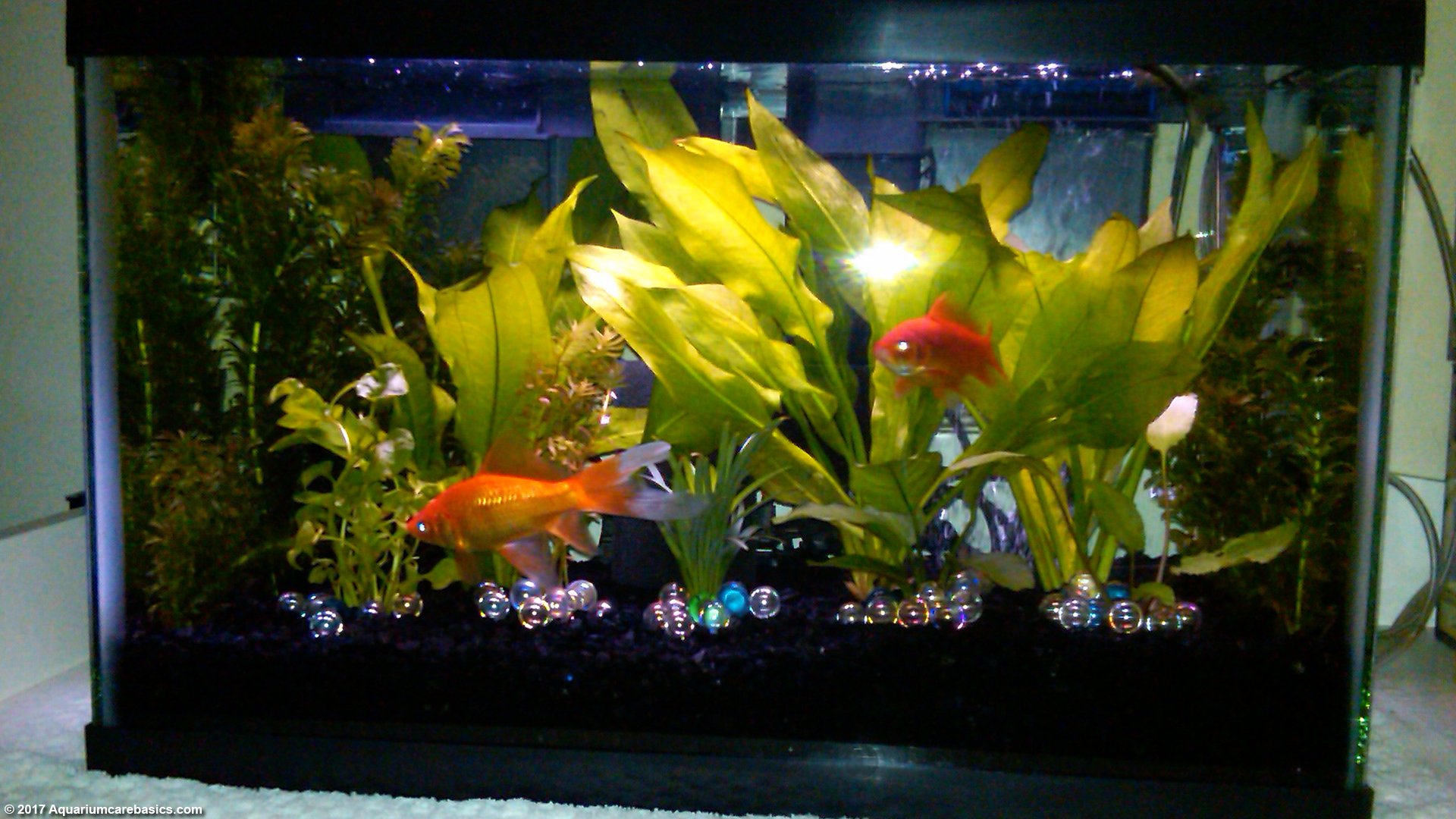 20 gallon goldfish aquarium