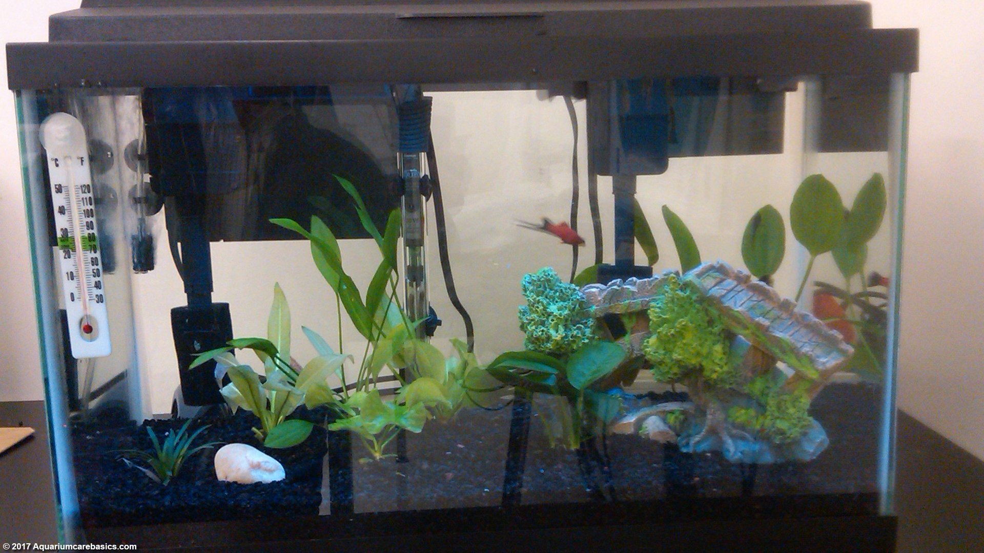 10 gallon fish tank decor