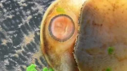 Ślimaki żywiące się glonami do akwariów słodkowodnych