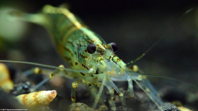 Freshwater Shrimp Can Be Great Additions To A Tank - Video