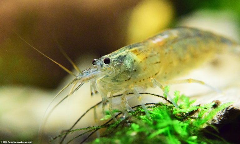 Amano Shrimp Care, Feeding, Algae Eating, Size, Lifespan - Video