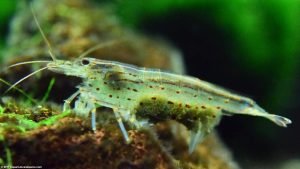 Amano Shrimp Care, Feeding, Algae Eating, Size, Lifespan - Video