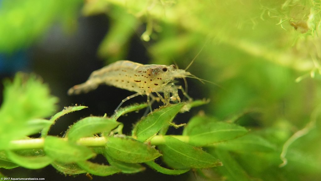 Amano Shrimp Care, Feeding, Algae Eating, Size, Lifespan - Video