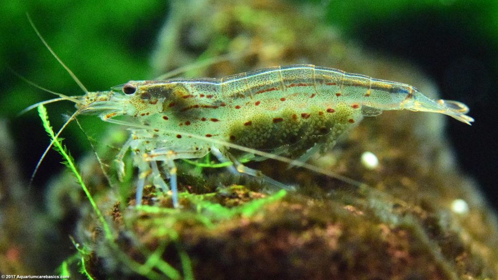 Freshwater Shrimp Can Be Great Additions To A Tank - Video