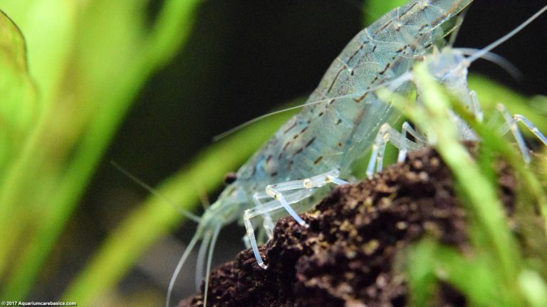 Amano Shrimp Care, Feeding, Algae Eating, Size, Lifespan - Video