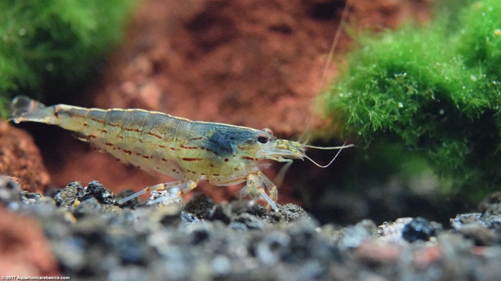 Amano Shrimp Care, Feeding, Algae Eating, Size, Lifespan - Video