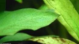 Espada del Amazonas y Anubias Plantas de Barteri con algas en las hojas