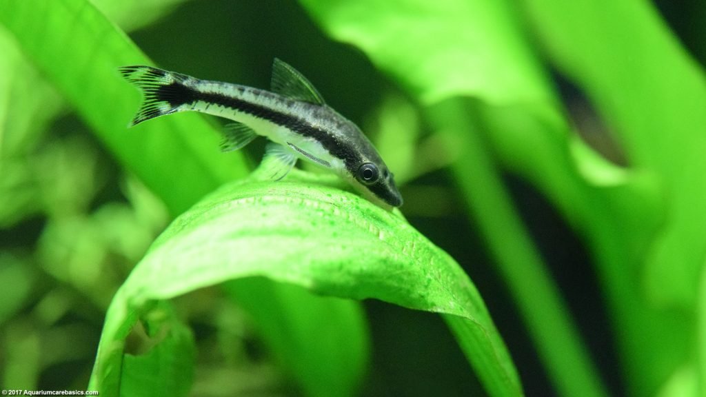 Otocinclus Catfish: Care, Food, Size & Algae Eating - Video