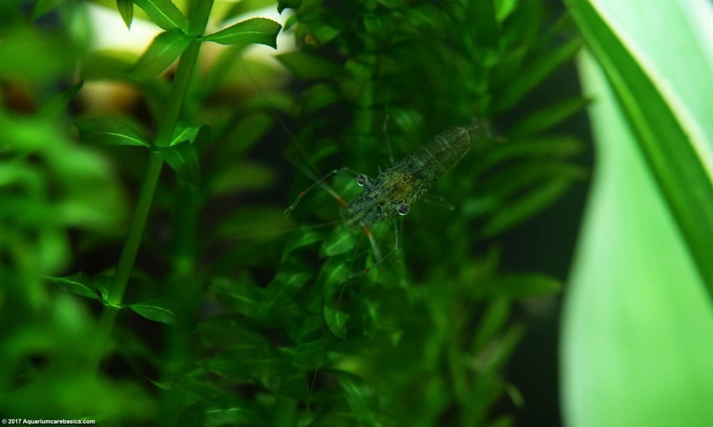 Ghost Shrimp Care, Food, Lifespan, Habitat - Video