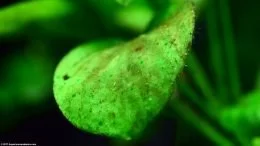 Anubias Algenaufbau auf Blattoberfläche