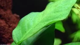 Anubias Barteri: La crescita delle alghe può essere un problema