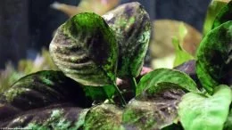 Anubias Barteri: Schwarzer Algenwuchs auf Blättern