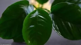 Soins de l'Anubias Barteri : Simple et direct