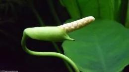 Fleur d'Anubias Barteri, Gros plan