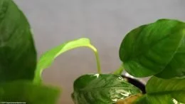 Anubias Barteri Wachstum Ist langsam und stetig