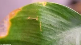 Planta de Anubias Leaf: Crack Damage