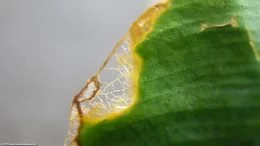 Végétal d'anubias : Leaf Damage Upclose