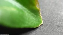 Anubias Plant: Leaf Damage On Tip