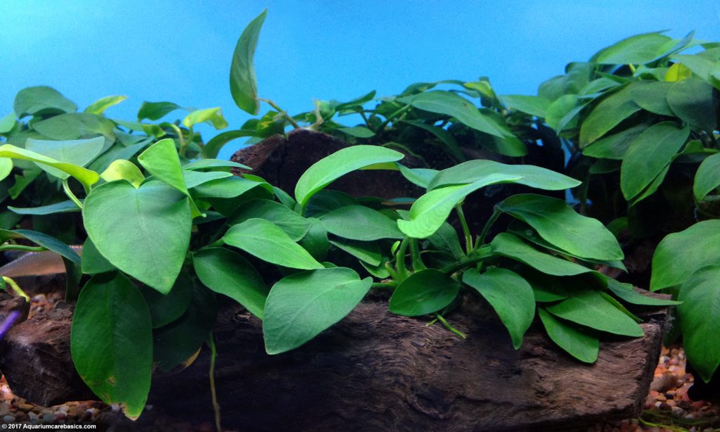 Anubias Barteri: Plant Types, Care, Propagation & Algae