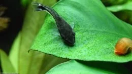 Anubias Barteri Pflanze: Mit Otocinclus-Wels