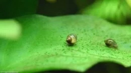 Anubias Barteri : Escargots d'étang mangeant des algues