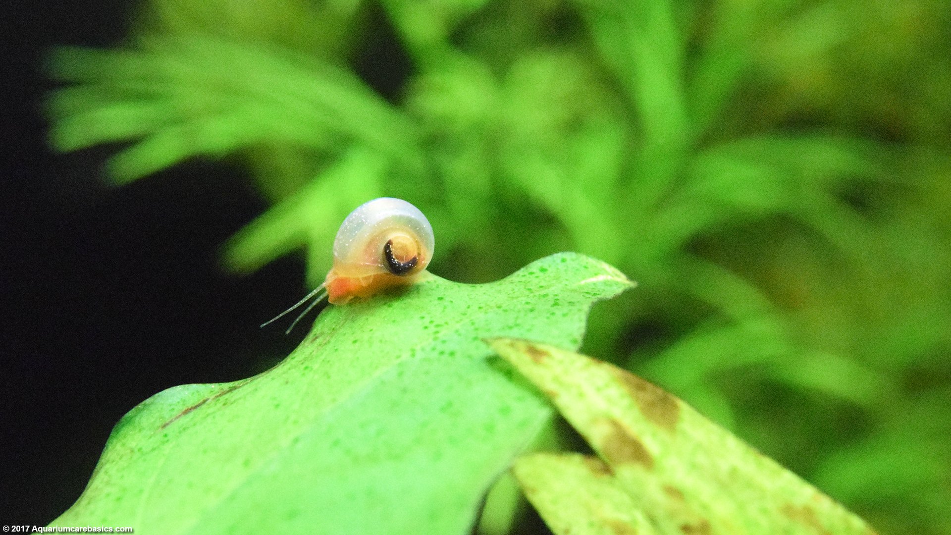 Ramshorn Snail Care, Size, Food, Reproduction, Lifespan - Video