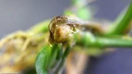 Anubias Plant Stem, Upclose