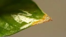 Anubias Plant Tip Damage