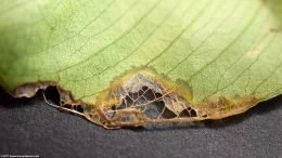 Anubias Barteri Leaf Dying, Widok od spodu