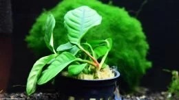 Anubias Coffeefolia Pflanze in einem Topf