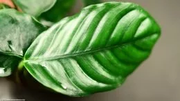 Anubias Coffeefolia Il colore è verde intenso