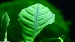 Anubias Coffeefolia Leaf Upclose