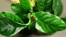 Anubias Coffeefolia mostrando daños en las hojas