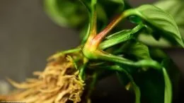 Anubias Coffeefolia Rhizome And Stems Upclose