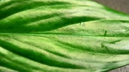 Anubias Hastifolia Foglia Guardando Verde lussureggiante