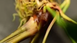 Anubias Hastifolia Rhizome Closeup