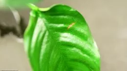 Anubias Nana che mostra Danni alle foglie