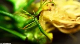 Anubias Nana Wortels, Closeup