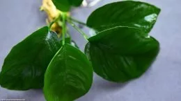 Plante Anubias Pour Un Aquarium D'eau Douce d'eau douce