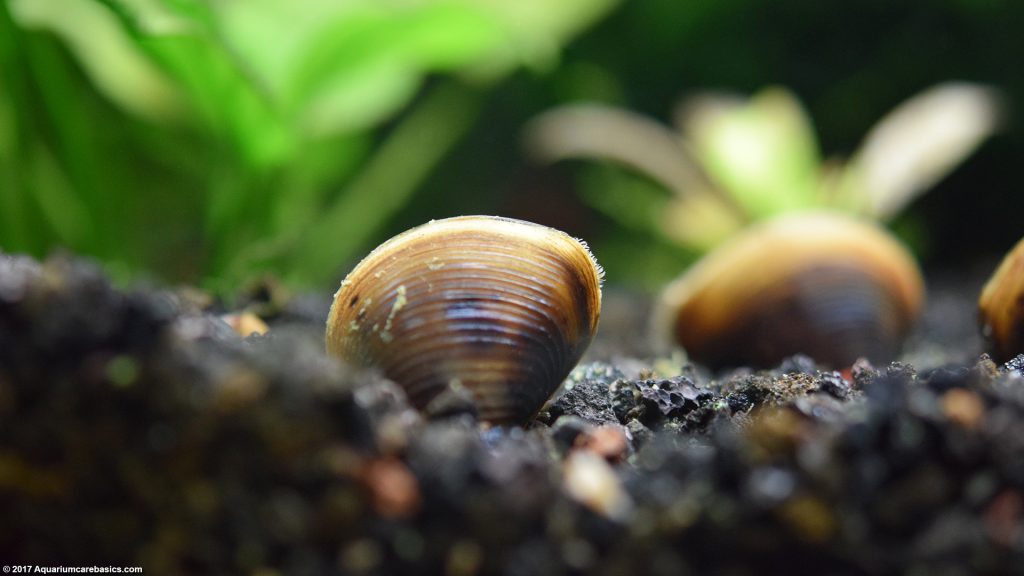 Freshwater Clams: Care, Food, Size, Lifespan & Tankmates - Video