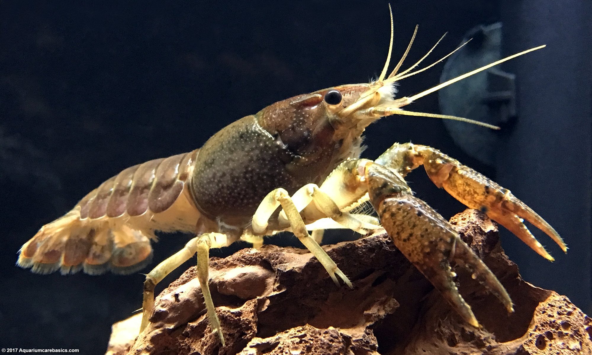 Aquarium Crayfish Think About A Species Tank Video