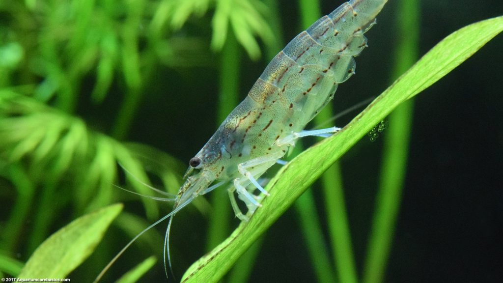 Amano Shrimp Care, Feeding, Algae Eating, Size, Lifespan - Video