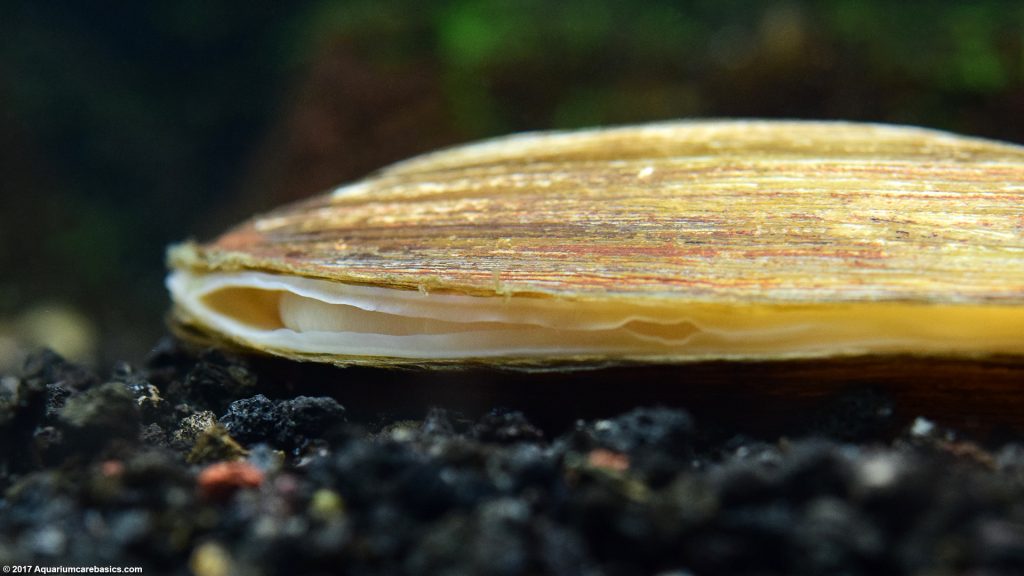 Freshwater Clams Care, Food, Size, Lifespan & Tankmates Video