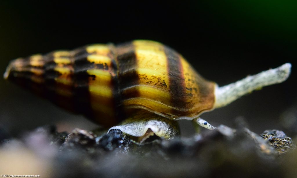 Assassin Snail: Care, Size, Diet, Feeding & Tankmates - Video