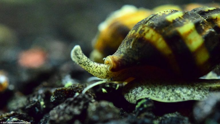 Assassin Snail: Care, Size, Diet, Feeding & Tankmates - Video