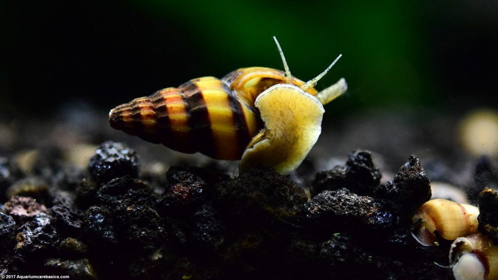 Assassin Snail: Care, Size, Diet, Feeding & Tankmates - Video