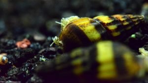 Freshwater Snails: Types Of Aquarium Snails Available In Stores